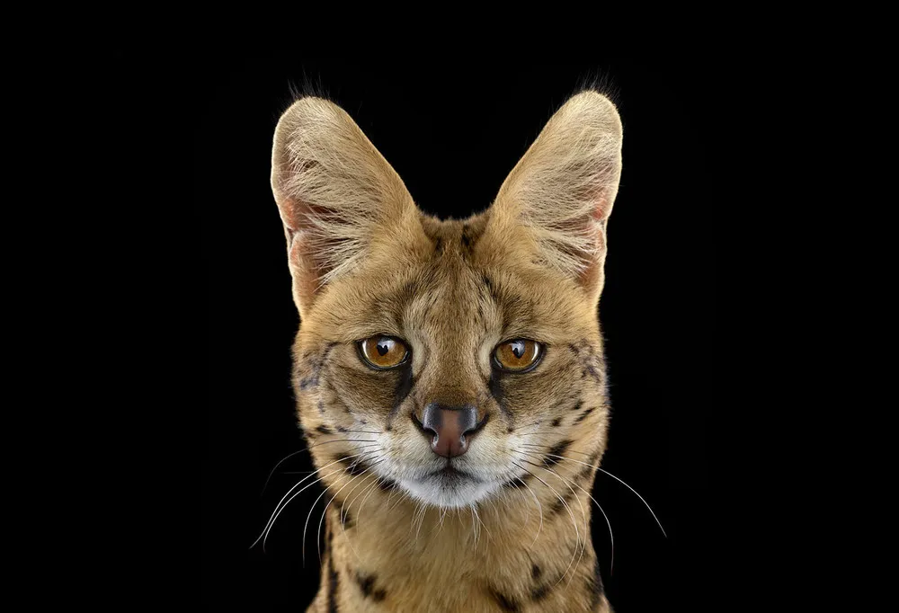 Stunning Portraits of Wild Animals by Brad Wilson