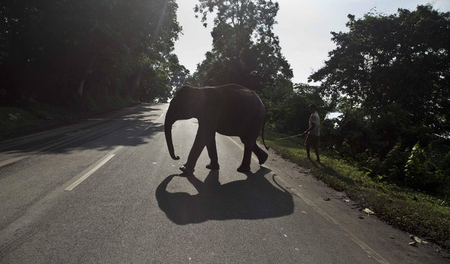 A mahout directs a domesticated elephant of the forest department to cross a highway to move to a higher land for food following floods at the Kaziranga National Park, east of Gauhati, northeastern Assam state, India, Thursday, July 28, 2016. Torrential monsoon rains have caused widespread flooding in Assam state and forced around 1.2 million people to leave their water-logged homes. The rains have also flooded vast tracts of the park, home to the world's largest population of the one-horned rhinoceros. (Photo by Anupam Nath/AP Photo)