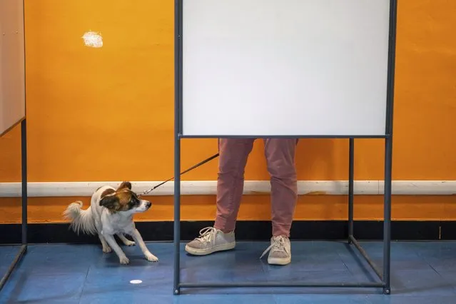 A dog reacts as a person votes at a polling station, in Torino, Italy, Sunday, September 25, 2022.  Italians voted Sunday in an election that could move the country's politics sharply toward the right during a critical time for Europe, with war in Ukraine fueling skyrocketing energy bills and testing the West's resolve to stand united against Russian aggression. (Photo by Marco Alpozzi/LaPresse via AP Photo)