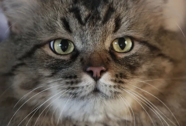 A Siberian cat looks on during a cat show in the town of Elefsina, west of Athens, Greece, September 13, 2014. (Photo by Yannis Kolesidis/EPA)