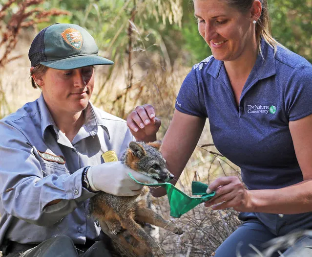 After being examined, biological science technician Stacy Baker, left, and Christie Boser, Nature Conservancy ecologist, prepare to release an approximately 3-year-old female island fox back into the wild on Santa Cruz Island in Channel Islands National Park, Calif., Thursday, August 11, 2016. (Photo by Reed Saxon/AP Photo)