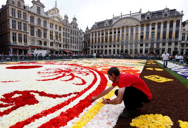 Belgian horticulturist Johan Aelterman arranges begonias to form a giant flower carpet on Brussels' Grand Place celebrating the Belgo-Japanese friendship in Brussels, August 12, 2016. (Photo by Francois Lenoir/Reuters)