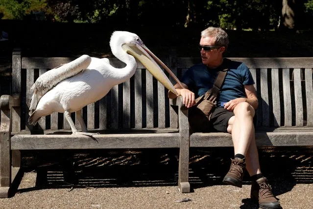 A man sits with a pelican in St James's Park, London, Britain, May 21, 2020. (Photo by John Sibley/Reuters)