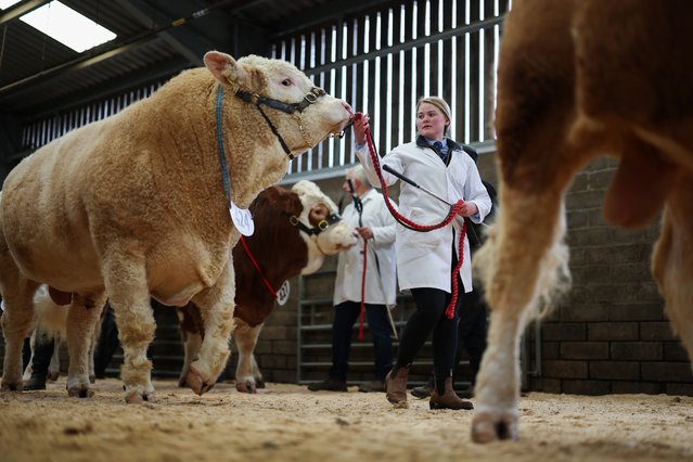 Simmental Bulls are walked into the show ring at the annual Stirling Bull sale on February 16, 2025 in Stirling, Scotland. A prestigious showcase of more than 700 pedigree bulls and heifers from leading UK herds are on show at the Stirling Agricultural Centre, with some fetching a five figure mark, as they attract top breeders in the industry. (Photo by Jeff J. Mitchell/Getty Images)