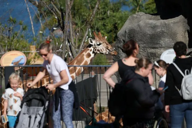 Visitors stand at the edge of a giraffe enclosure at Taronga Zoo Sydney as it re-opens to the public amidst the easing of the coronavirus disease (COVID-19) restrictions following an extended closure in Sydney, Australia, June 1, 2020. (Photo by Loren Elliott/Reuters)