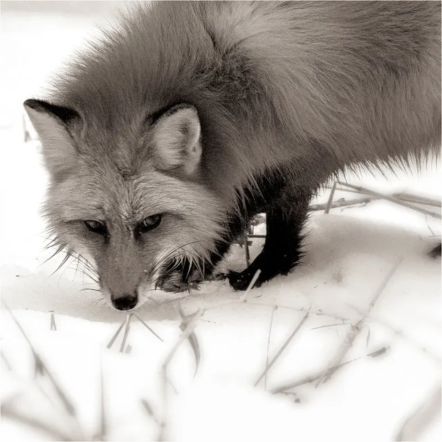 Red Fox Study #1.