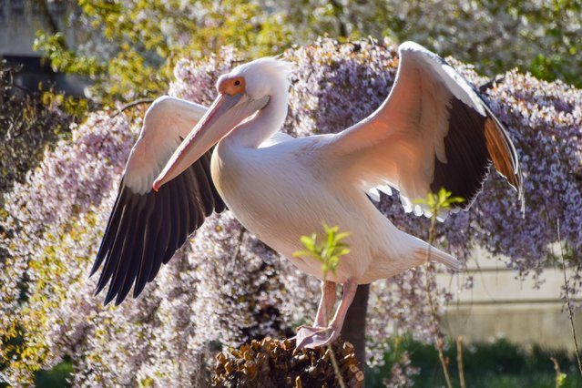 A resident great white pelican basks in the spring sunshine on a tree stump in St James's Park in London, England on April 2, 2025. (Photo by Vuk Valcic/ZUMA Press Wire/Alamy Live News)