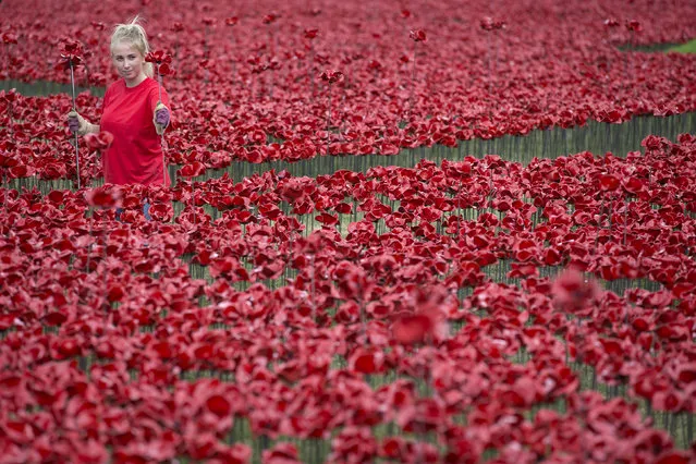 A volunteer assembles a section of an installation entitled “Blood Swept Lands and Seas of Red” by artist Paul Cummins, made up of 888,246 ceramic poppies, in the moat of the Tower of London to commemorate the First World War on July 28, 2014 in London, England. Each ceramic poppy represents an allied victim of the First World War and the display is due to be completed by Armistice Day on November 11, 2014. (Photo by Oli Scarff/Getty Images)