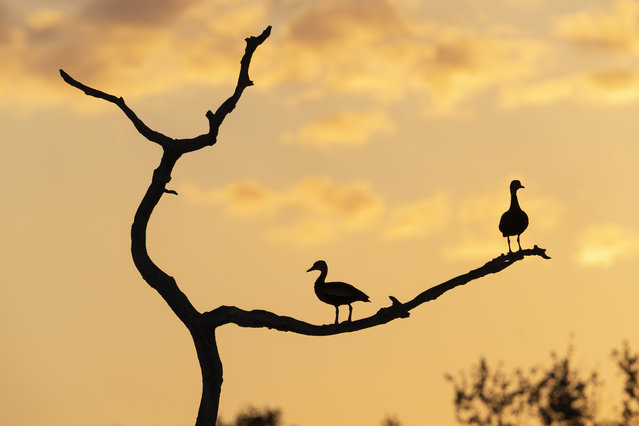 Black bellied Whistling Ducks perch atop a tree during sunset at Green Cay Nature Center & Wetlands in Delray Beach, Florida, on April 15, 2025. (Photo by Ronen Tivony/ZUMA Press Wire/Rex Features/Shutterstock)