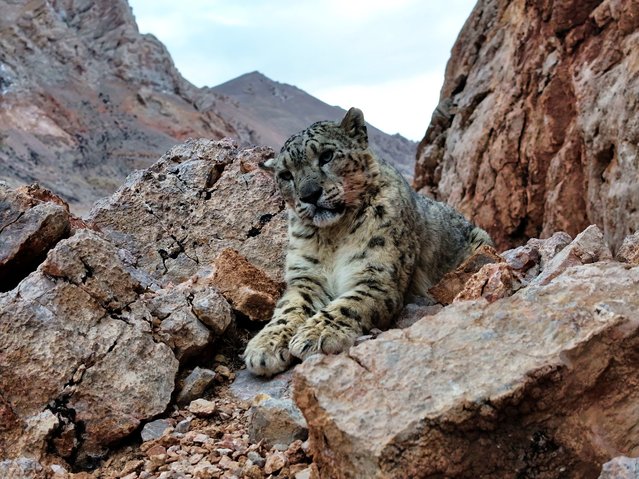 A drone photo taken on April 18, 2025 shows a snow leopard in Gerze County of Ngari Prefecture, southwest China's Xizang Autonomous Region Known as the “king of the snow mountains”, the snow leopard is under first-class national protection in China, and is listed as vulnerable by the International Union for Conservation of Nature. (Photo by Xinhua News Agency/Rex Features/Shutterstock)