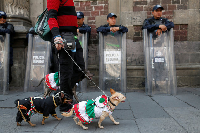 Dogs in traditional outfits walk in front of riot police near the Zocalo square, before the “Cry of Independence” ceremony to mark the 206th anniversary of the day rebel priest Manuel Hidalgo set the path to independence in Mexico City, Mexico September 15, 2016. (Photo by Carlos Jasso/Reuters)