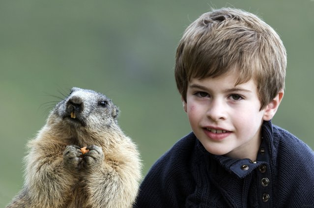 Austrian Boy  And Marmots