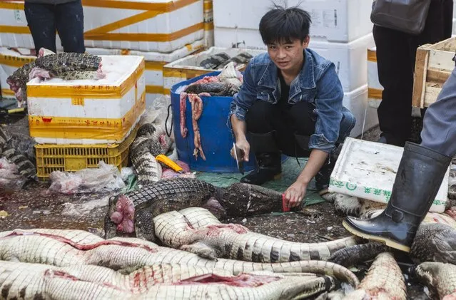 A man chops and cleans crocodiles on Huangsha Seafood Market in Guangzhou, Guandong Province, China, 18 January 2018. (Photo by Aleksandar Plavevski/EPA/EFE)