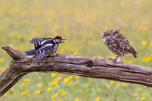 A little owl puffs out its chest to scare a woodpecker off its feeding perch at a farm in Worcestershire, UK in the second decade of June 2025. (Photo by Julie Yates/Solent News & Photo Agency)