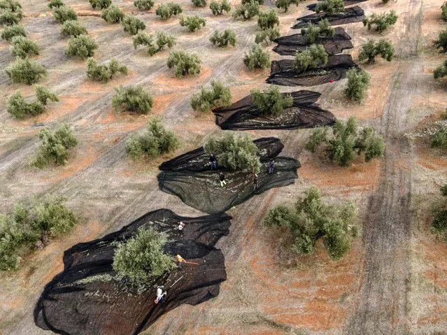 In this aerial view, several workers shake the trees during the olive harvest on November 24, 2022 in Jaen, Spain. With a production decrease due to the extreme heatwaves and ensuing drought, Spain's Andalusia region – the world's largest olive-oil producing region – is set to see yields slump by half the usual quantities. (Photo by Carlos Gil/Getty Images)