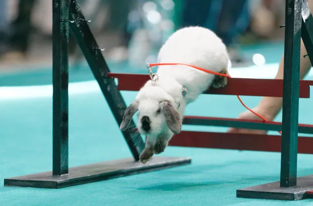 Rabbit showjumping at an animal fair in Stuttgart, Germany, on November 16, 2014. (Photo by Action Press/Rex Features)