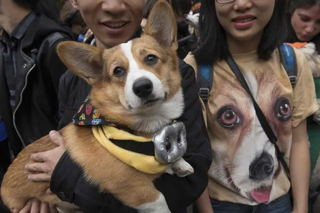 A man holds his Corgi standing next to a woman wearing a Corgi t-shirt during the annual Tompkins Square Halloween Dog Parade in the Manhattan borough of New York City, October 24, 2015. (Photo by Stephanie Keith/Reuters)