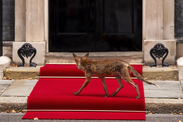 A fox walks across the red carpet laid out for the arrival of Ukrainian President Volodymyr Zelensky to number 10 Downing Street, London, ahead of a meeting with Prime Minister Sir Keir Starmer on Thursday, August 14, 2025. (Photo by Jordan Pettitt/PA Images via Getty Images)