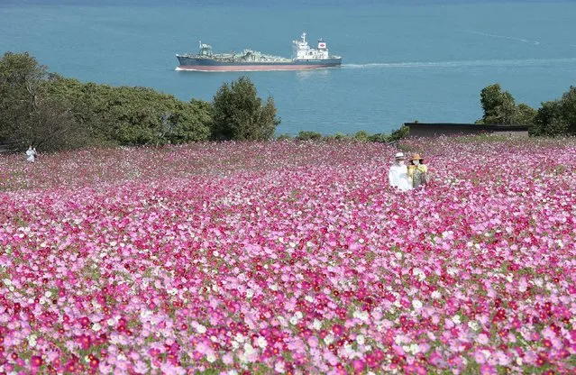 A couple take a selfie at Nokonoshima Island Park on Nokonoshima Island, in Hakata Bay, Fukuoka prefecture on October 15, 2020, as the early-blooming cosmos were in full bloom in the park's 10,000-square-foot slope covered in pink and purple. (Photo by JIJI Press/AFP Photo) 