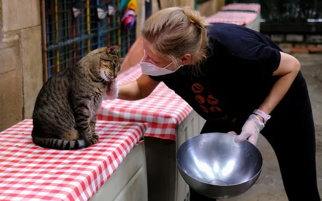 A volunteer pets a four-year-old street-born Zipi, a cat that serves to socialise other cats as they mirror his behaviour in accepting petting and food at El Jardinet dels Gats (Cats' Garden) in the Raval district, amid the coronavirus disease (COVID-19) outbreak, in Barcelona, Spain on September 21, 2020. (Photo by Nacho Doce/Reuters)