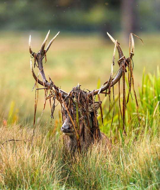 In Richmond, Surrey, UK in the last decade of September 2025, stags often adorn themselves with bracken or foliage in their antlers to make themselves look more impressive to potential mates. (Photo by Robert Piper/Caters News Agency)