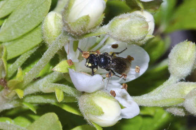 In this undated photo provided by John Kaia, a yellow-faced bee is shown in Hawaii. Federal authorities added seven yellow-faced bee species, Hawaii’s only native bees, for protection under the Endangered Species Act Friday, September 30, 2016,  a first for any bees in the United States. The U.S. Fish and Wildlife Service announced the listing after years of study by the conservation group Xerces Society. (Photo by John Kaia via AP Photo)