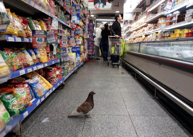 A bird stands at a supermarket in Buenos Aires, Argentina, October 15, 2016. (Photo by Marcos Brindicci/Reuters)