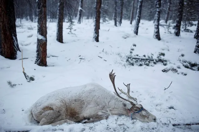 A reindeer lies in the snow in the camp of Dukha reindeer herder Erdenebat Chuluu at daybreak in the forest near the village of Tsagaannuur, Khovsgol aimag, Mongolia, April 19, 2018. Reindeer feel most comfortable in cold climate, which is why the Dukha move their camps higher up the mountains in summer. (Photo by Thomas Peter/Reuters)