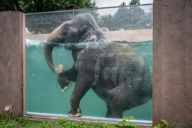 An Asian elephant swims in a pool with transparent sides at Fuji Safari Park in Susono city of Shizuoka Prefecture on August 8, 2024. Paddling with chunky legs and using their trunks as a snorkel, the elephants at Fuji Safari Park in Japan are taking a dip in their summer swimming pool – with each graceful movement visible thanks to a special see-through tank. (Photo by Yuichi Yamazaki/AFP Photo)