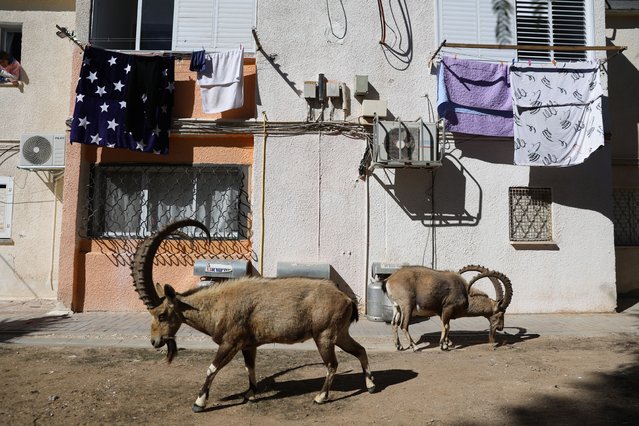 Nubian ibex roam the streets during a national lockdown in Mitzpe Ramon, southern Israel, 22 January 2021. (Photo by Abir Sultan/EPA/EFE)