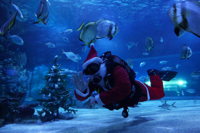 A diver dressed as Santa Claus swims inside a fish tank at the Tropicarium aquarium in Budapest, Hungary, on December 4, 2025. (Photo by Bernadett Szabo/Reuters)