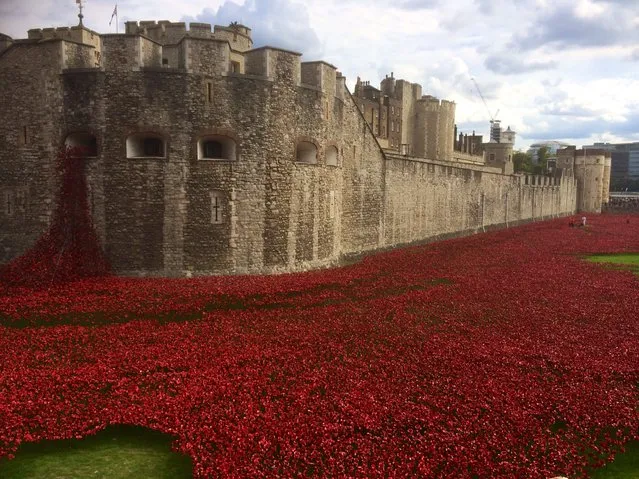 Ceramic Poppies Surround the Tower of London