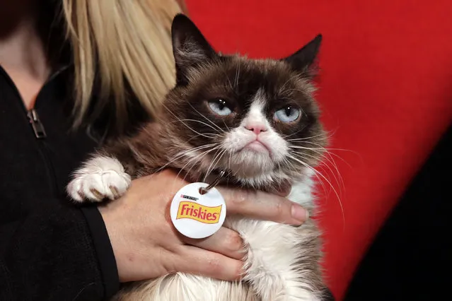 In this November 14, 2016 photo, Grumpy Cat poses for photos in New York. The social media star posted her Top 10 pet peeves on her new blog at Pawculture.com. (Photo by Richard Drew/AP Photo)
