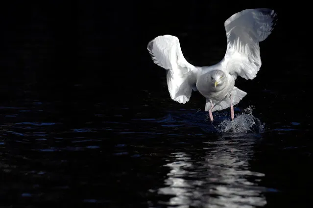 A Seagull flies over water in St. Stephen's Green in Dublin, Ireland November 29, 2016. (Photo by Clodagh Kilcoyne/Reuters)