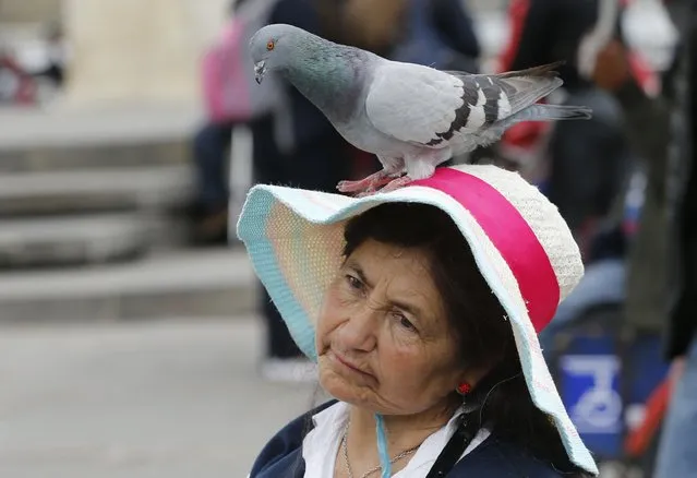 A pigeon sits on Maria Rodriguez who has been selling corn for about 50 years to tourists to feed pigeons at Bolivar Square in Bogota, Colombia, Tuesday, October 2, 2018. Bogota's government is offering vendors stalls in public buildings, so that they can sell snacks to office workers, instead of pigeon feed to tourists, as part of a city campaign to fight pigeon overpopulation. (Photo by Fernando Vergara/AP Photo)