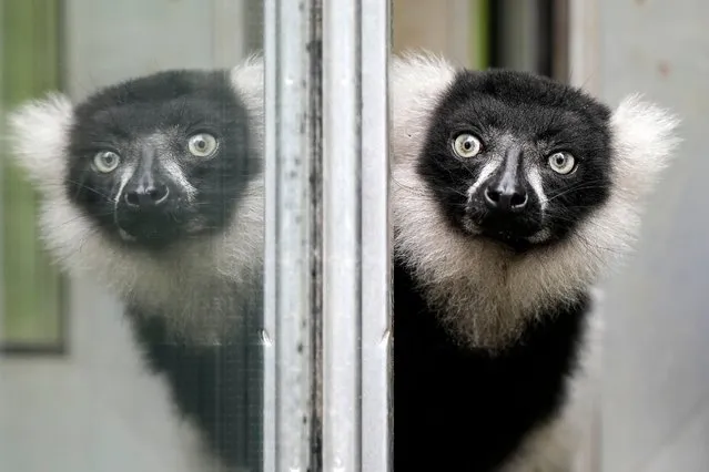 A black-and-white ruffed lemur watches out of an open window on a rainy day at the zoo in Duisburg, Germany, Wednesday, August 2, 2023. (Photo by Martin Meissner/AP Photo)