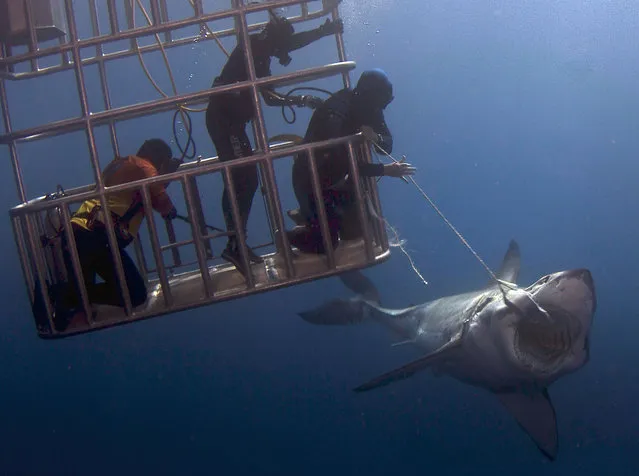 Daredevil divers teasing a great white shark. (Photo by Dmitry Vasyanovich/Caters News)