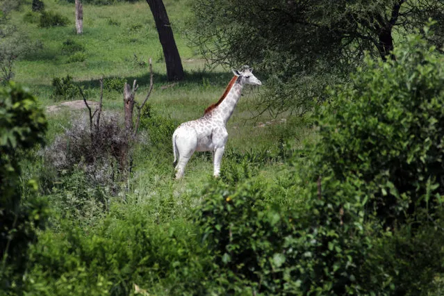 A rare white giraffe grazing in the African bush. Omo the white giraffe has been spotted roaming around Tarangire National Park, in Tanzania, along with the rest of her herd  who dont seem to notice her unusual colouring. Ecologist Dr Derek Lee, founder and scientist at the Wild Nature Institute, caught the pale giraffe on camera. Derek, 45, said: Omo is leucistic, meaning many of skin cells are incapable of making a pigment but some are, so she is pale  but not pure white with red or blue eyes as a true albino would be. (Photo by Derek Lee/Caters News)