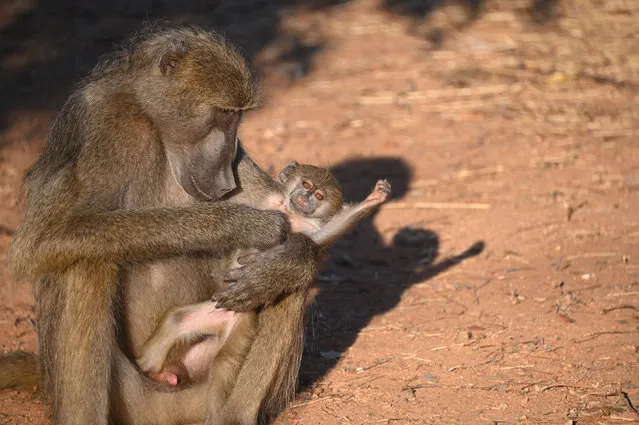 A young, baboon male grooms a six-month-old, premature baby in Zimbabwe on July 4, 2021. (Photo by Karen Paolillo/Rex Features/Shutterstock)