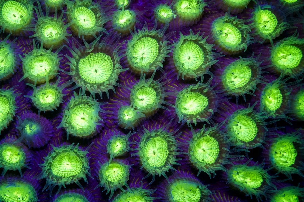 Neon Creatures of the Sea Deep