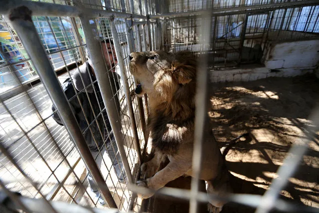 A Palestinian man opens his mouth as he looks at a lion in a park in Rafah, in the southern Gaza Strip January 3, 2017. (Photo by Ibraheem Abu Mustafa/Reuters)