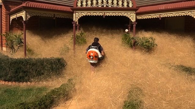 This frame grab from video released to AFP from Australian television's Channel 7 on February 18, 2016 shows a man clearing out fast-growing tumbleweed from a home in the town of Wangaratta, 250 kilometres (150 miles) northeast of Melbourne. (Photo by AFP Photo/Channel 7)