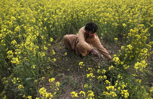 A farmer harvests mustard from his field on the outskirts of Lahore, Pakistan February 8, 2016. (Photo by Mohsin Raza/Reuters)