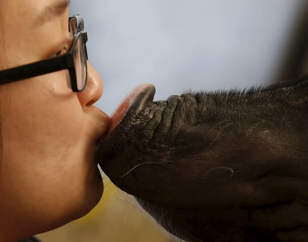 Chinese Pet Pig and other Unusual Pets