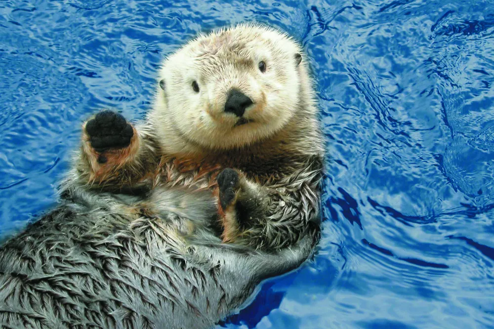 The Sea Otter