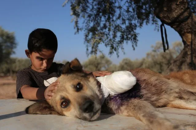 A Syrian boy stands next to a dog whose leg was treated by a veterinary after it was hit by shrapnel during a bombardment and was now amputated and cauterised, in the southern outskirts of the city of Idlib, on September 16, 2021. (Photo by Aaref Watad/AFP Photo)