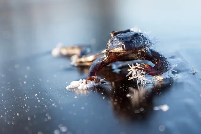 Frozen Frog By Svein Nordrum