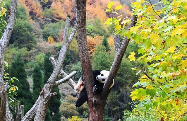 Giant pandas are playing and foraging inside the Shenshuping base of China Conservation and Research Center for the Giant Panda in Wolong National Nature Reserve on November 3, 2021 in Aba Tibetan and Qiang Autonomous Prefecture, Sichuan Province of China. Shenshuping base sits in Aba Tibetan and Qiang Autonomous Prefecture and is committed to the panda's breeding and reproduction. It is the largest conservation and research center for giant pandas along with the bases in Dujiangyan and Ya'an cities in Sichuan. (Photo by An Yuan/China News Service via Getty Images)