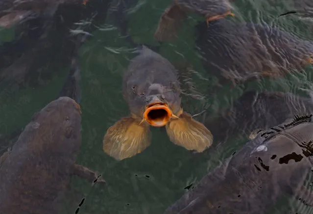 Freshwater carp come to the surface looking for food in the shallow waters of Lake Mead in Nevada May 6, 2015.  A prolonged drought in the Western United States has drastically affected the level of the lakes water. (Photo by Mike Blake/Reuters)