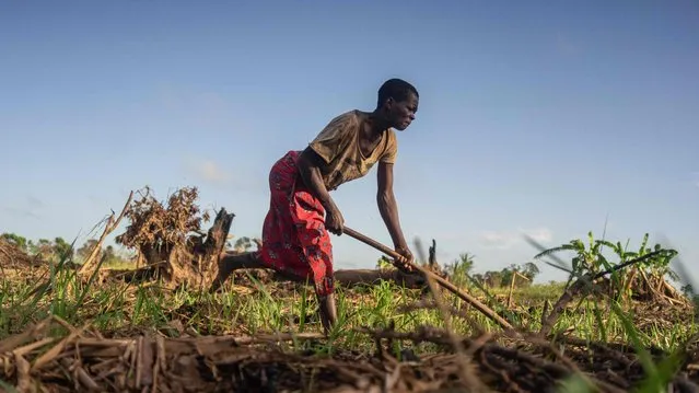Mother of three, Teresa Castigo, salvages mealies from her destroyed field while replanting in Mananga-Batista village, Buzi District on April 15, 2019. Cyclone Idai devastated much infrastructure and agricultural land as it made landfall on March 14, ripping roofs off buildings, pulling down electricity pylons, uprooting trees, and bringing heavy rains and floods that swamped an area larger than Luxembourg. (Photo by Zinyange Auntony/AFP Photo)